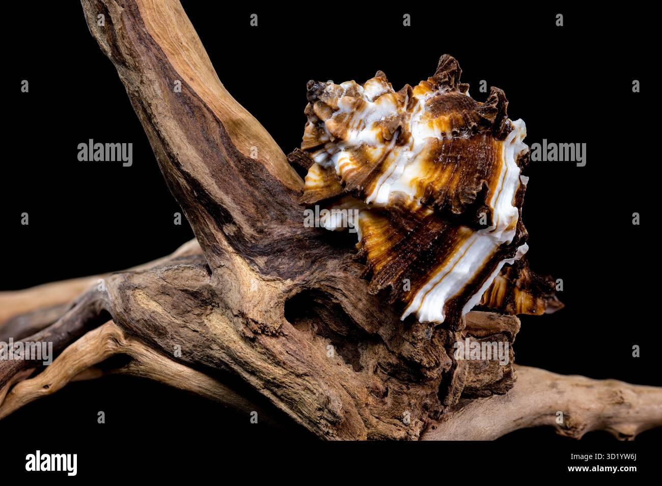 Endivie Murex-Shell auf schwarzem Hintergrund aus Treibholz Stockfoto