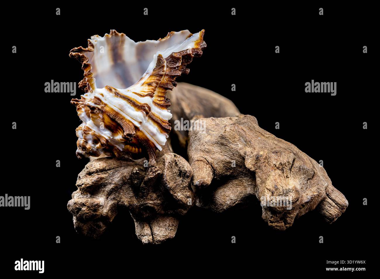 Endivie Murex-Shell auf schwarzem Hintergrund aus Treibholz Stockfoto