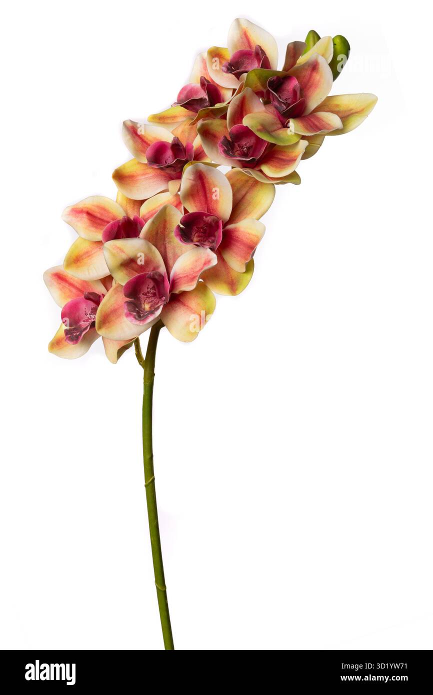 Orchideenpflanze aus Silikon und Latex mit leuchtenden Farben und realistischen Details für dekorative Gestaltungselemente Stockfoto