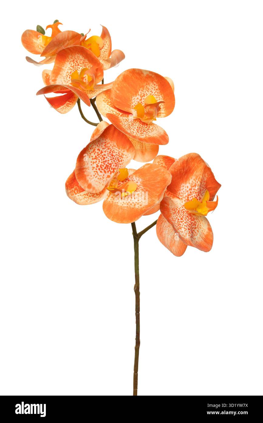 Leuchtend orange Orchideen aus Silikon und Latex bringen Eleganz in jede Umgebung, ideal für Wohnkultur oder als Herzstück für Veranstaltungen. Diese Realisten Stockfoto