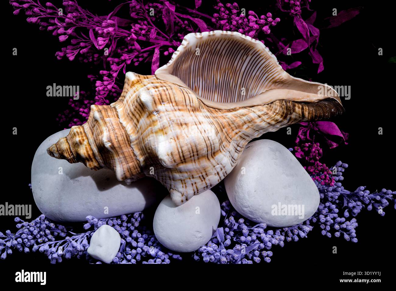 Trapez Pferdemuschel mit weißen Steinen Stockfoto
