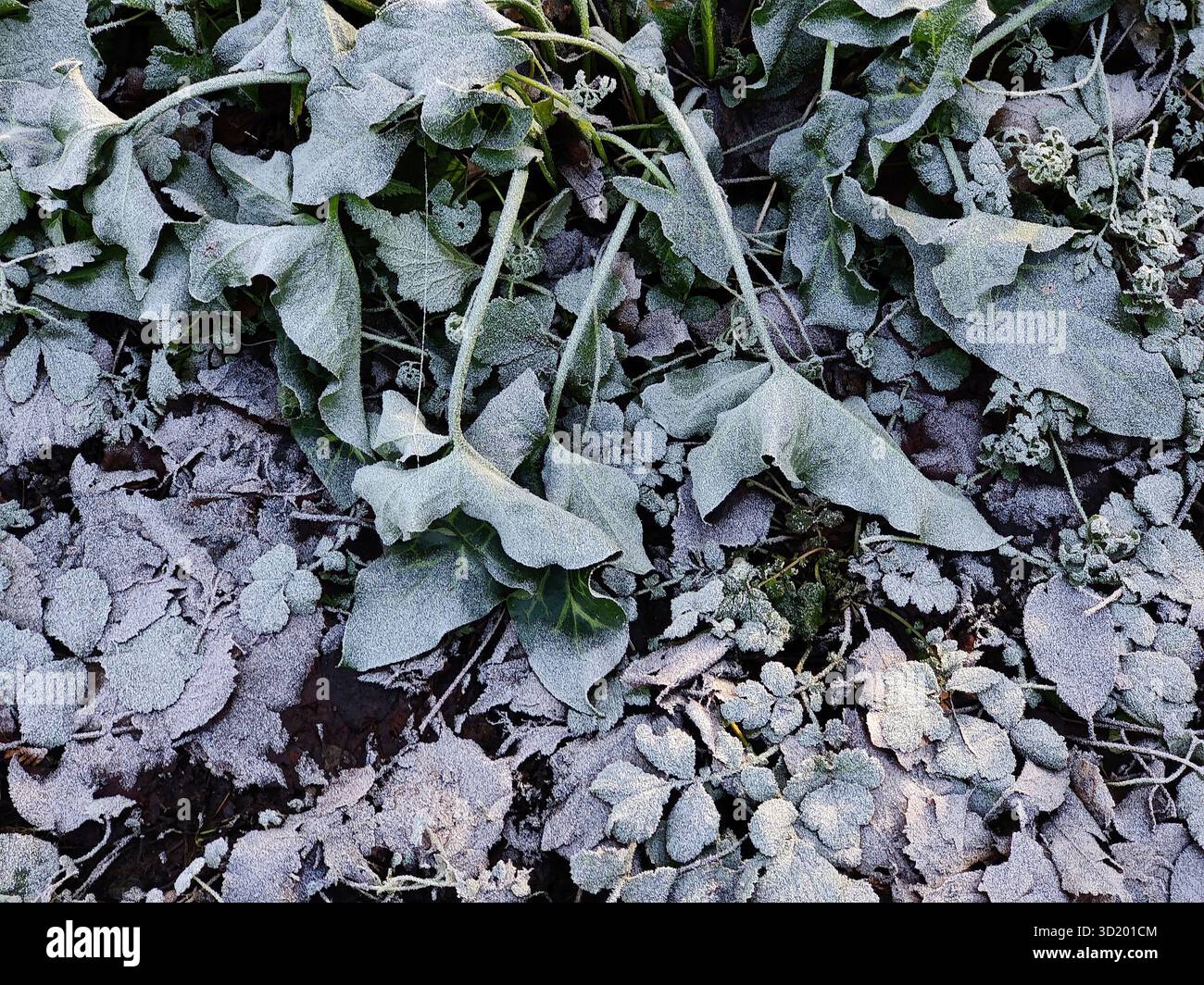 Pflanzenteile mit Raureif, Witten, Nordrhein-Westfalen, Deutschland, Europa Stockfoto