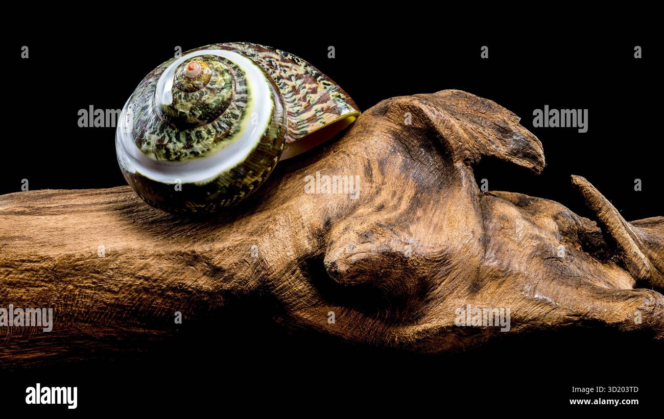 Green Jade Banded Turbo Shell auf schwarzem Treibholz Hintergrund Stockfoto