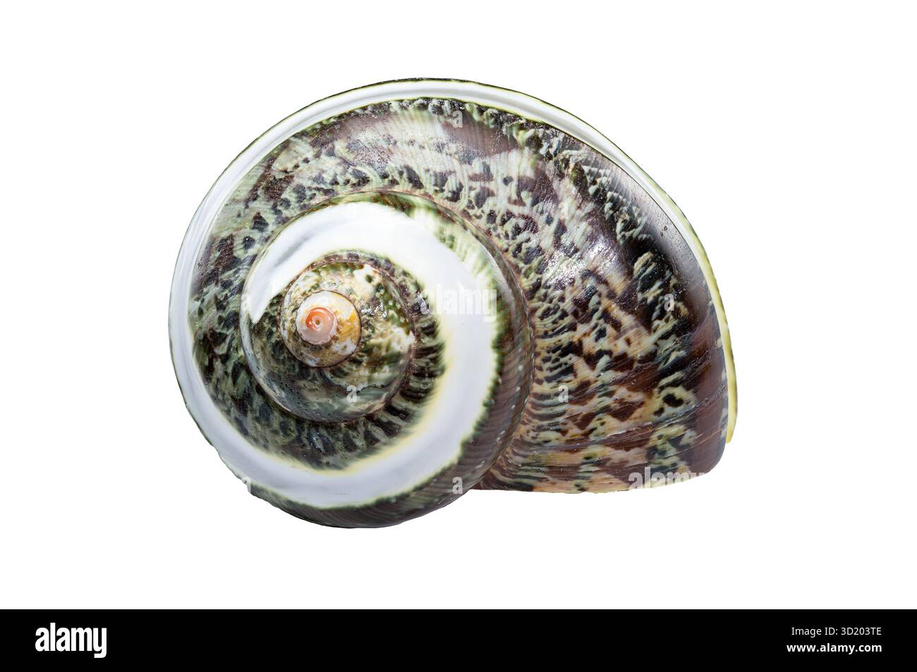 Green Jade Banded Turbo Shell isoliert auf weißem Hintergrund Stockfoto