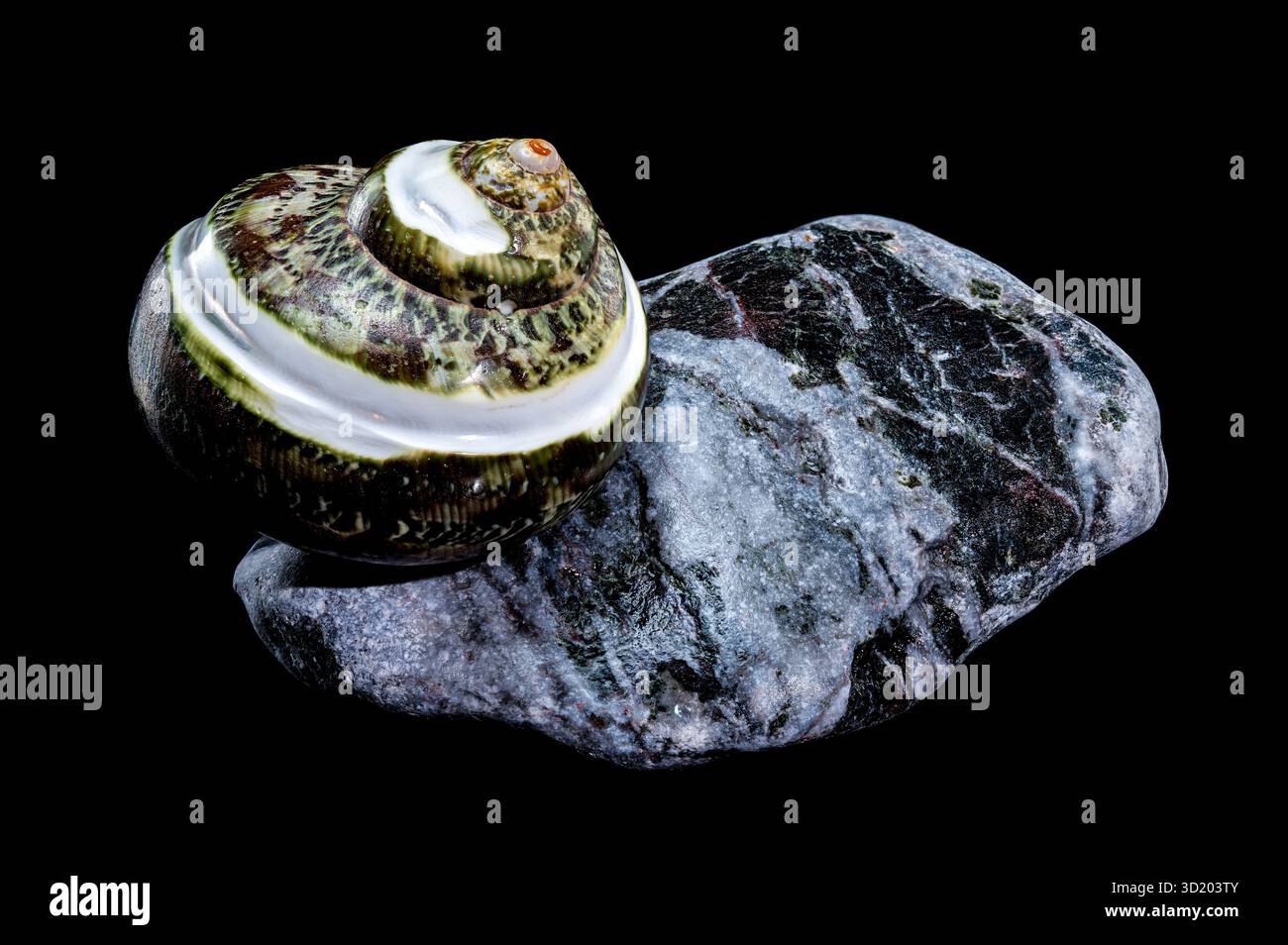 Green Jade Banded Turbo Shell auf schwarzem Hintergrund der Steine Stockfoto