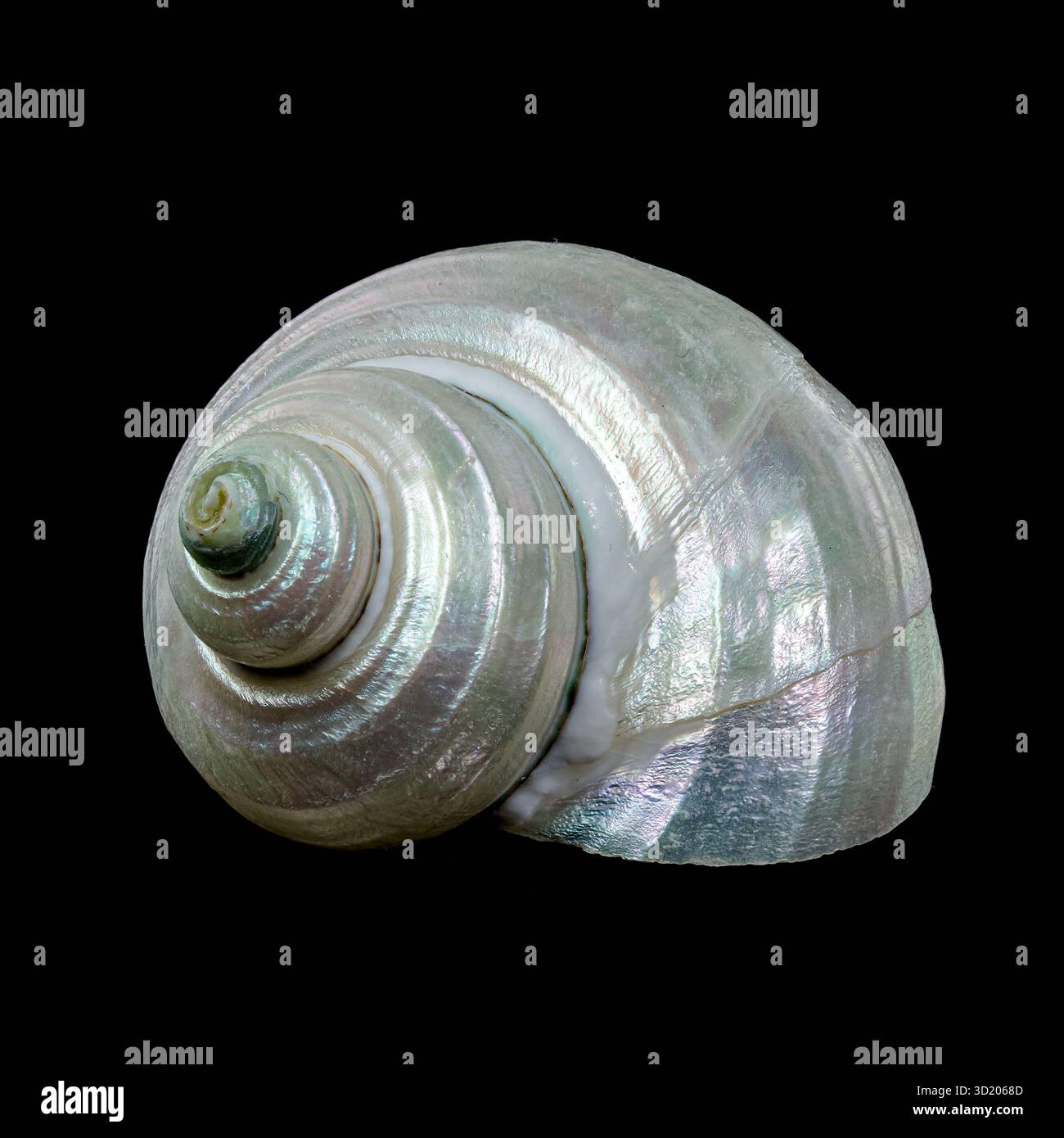 Wunderschöne spiralförmige Muschel mit perlfarbenem Interieur Stockfoto