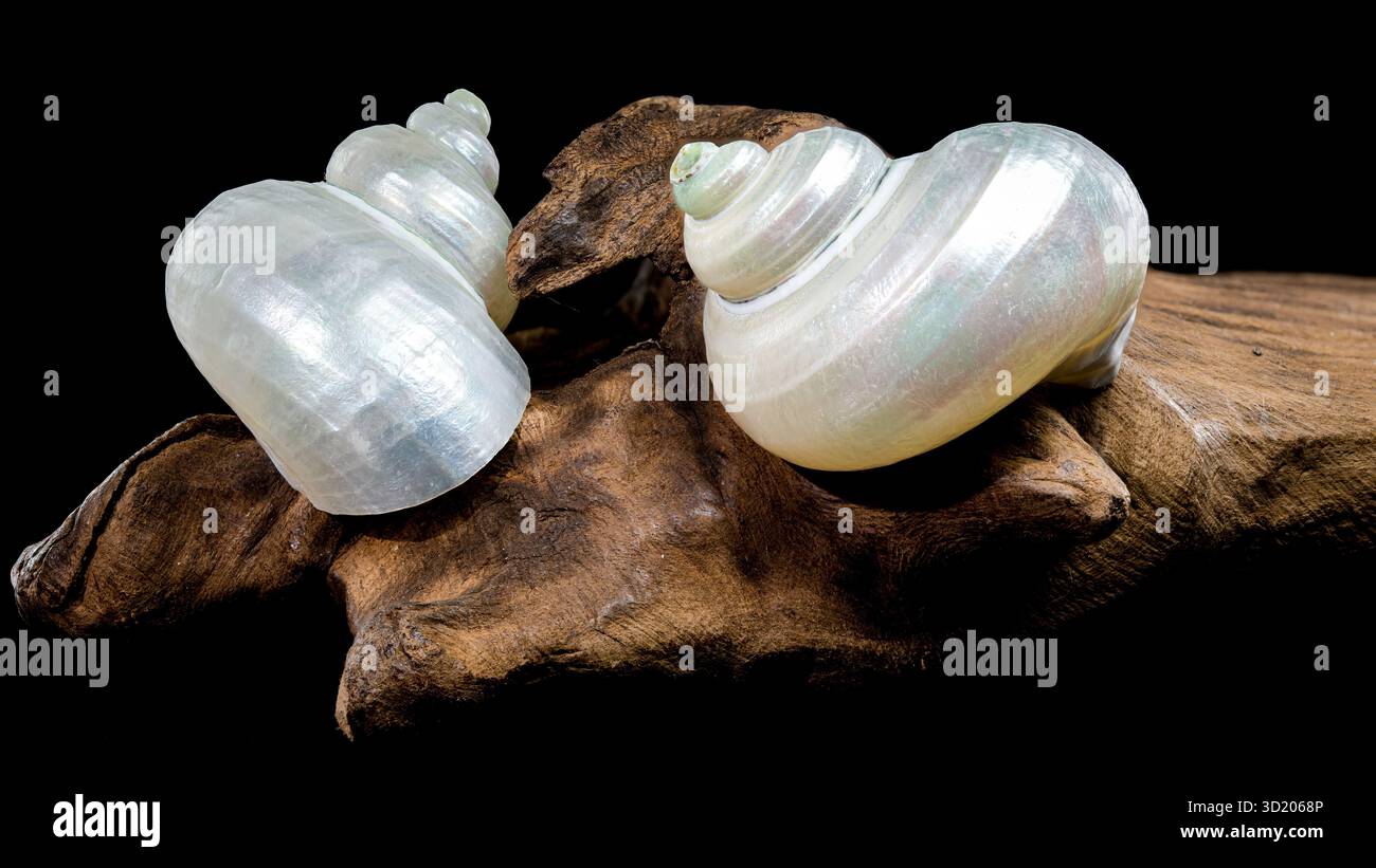 Perlturban Schneckenschale auf schwarzem Hintergrund Stockfoto