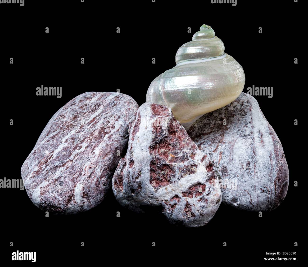 Perlturban Schneckenschale auf Felsen Stockfoto