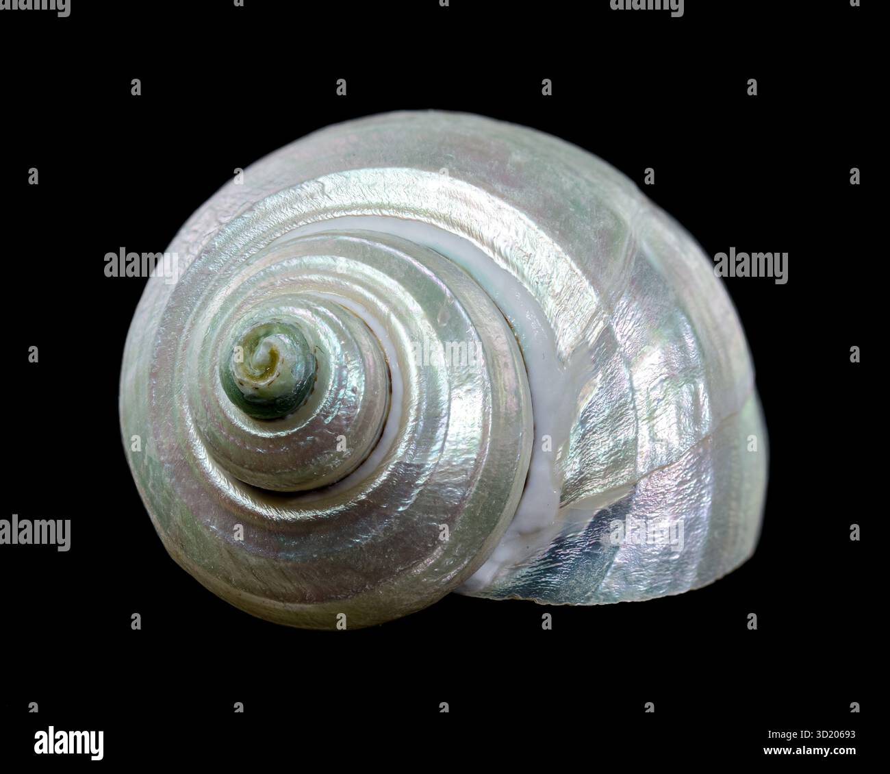 Wunderschöne spiralförmige Muschel mit perlfarbenem Interieur Stockfoto