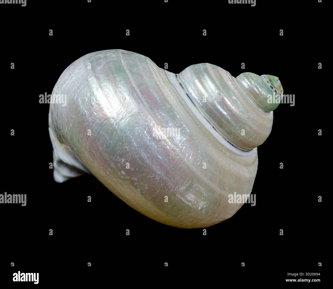 Wunderschöne spiralförmige Muschel mit perlfarbenem Interieur Stockfoto