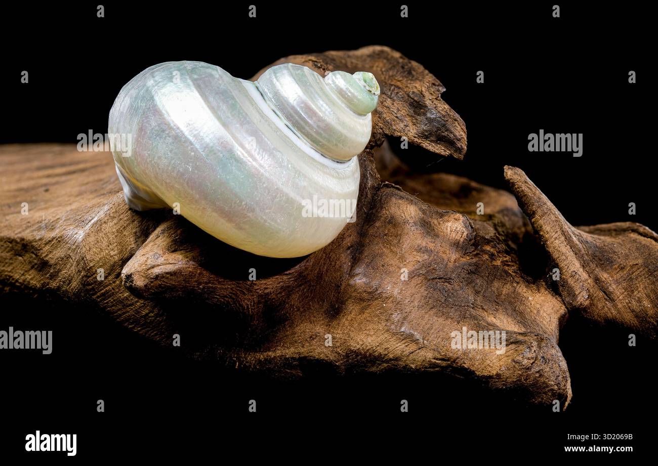 Perlturban Schneckenschale auf schwarzem Hintergrund Stockfoto
