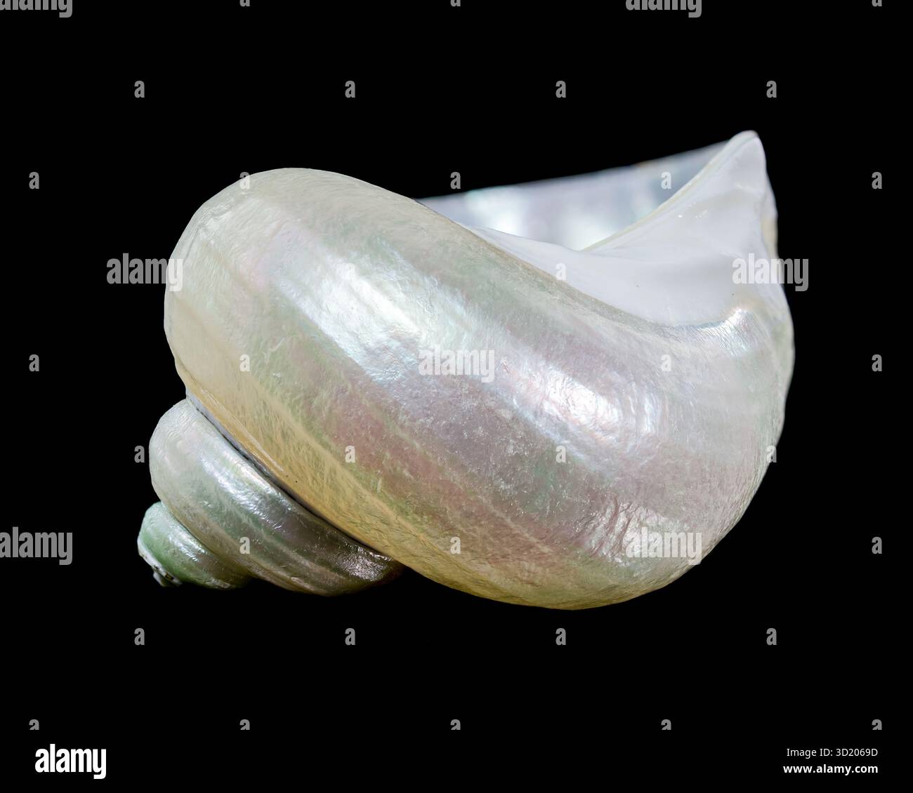 Wunderschöne spiralförmige Muschel mit perlfarbenem Interieur Stockfoto