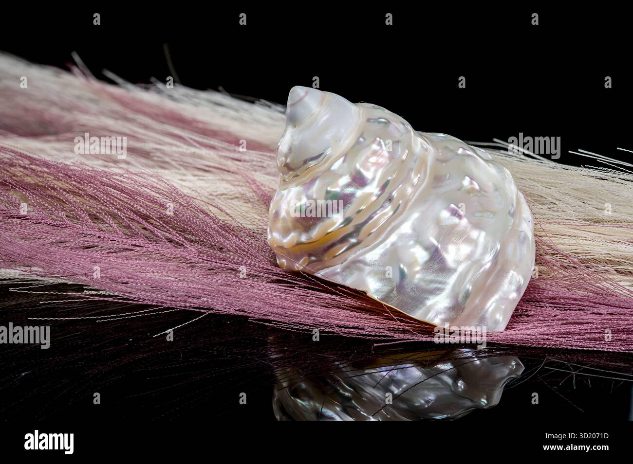 Zarte perlende Muschel auf weichem rosa Feder Hintergrund Stockfoto