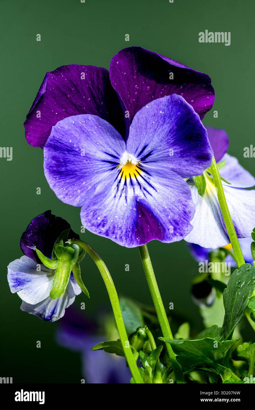 Lila und blaue Stiefmütterchen Blumen auf grünem Hintergrund Stockfoto