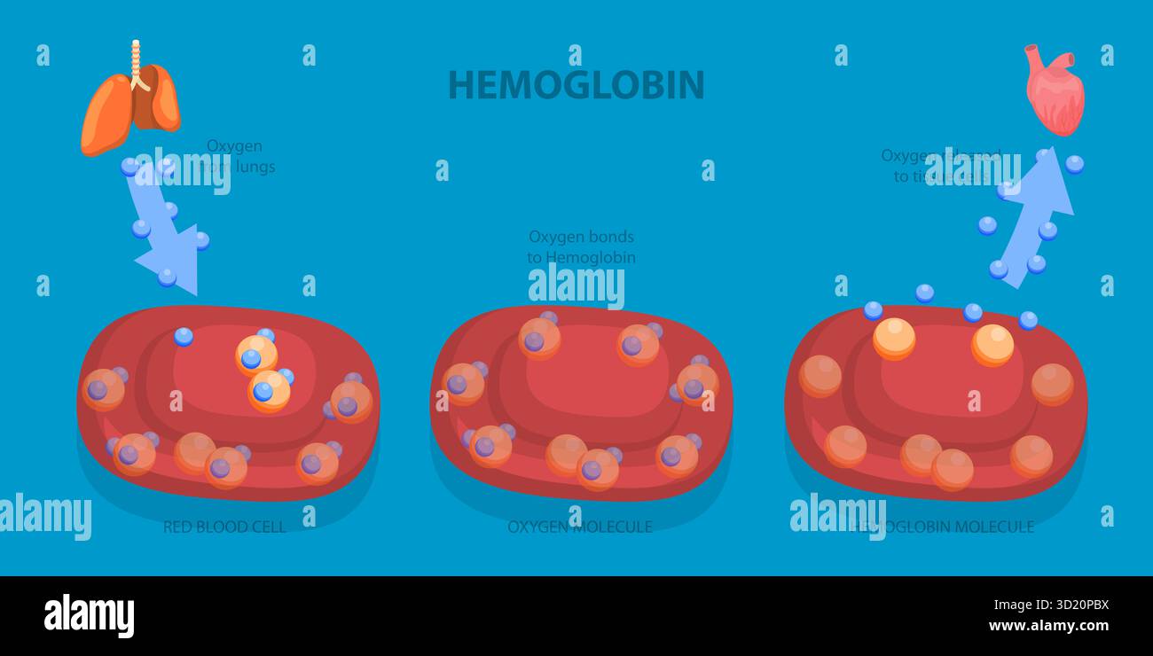 3D-Isometrische flache Darstellung des Hämoglobins, seine Rolle als Sauerstofftransporter im Körper Stockfoto