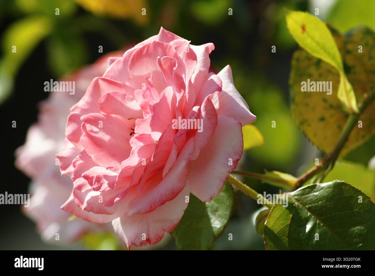 Zarte rosa Rose blüht im Garten Stockfoto