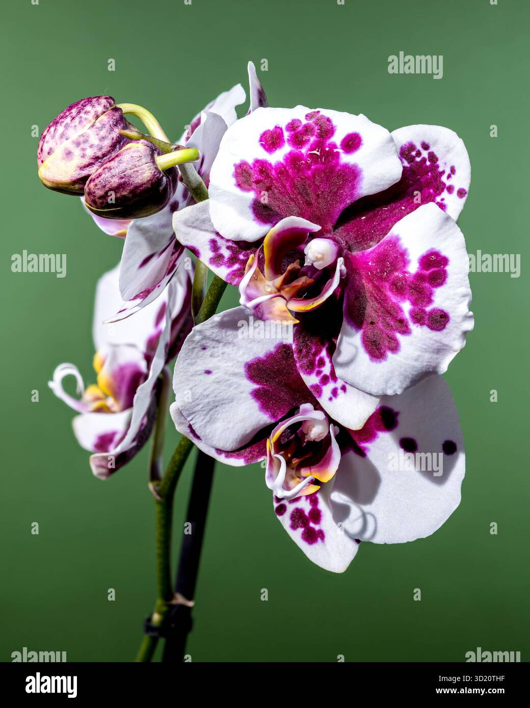 Elegante lila gepunktete Orchidee auf weichem Grün Stockfoto