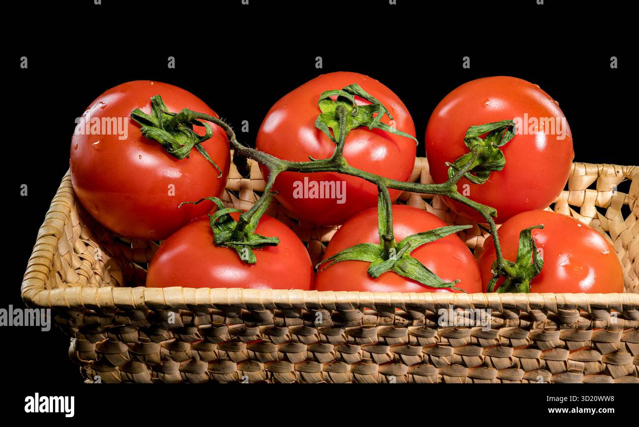 Frische Tomaten auf der Rebe mit schwarzem Hintergrund Stockfoto