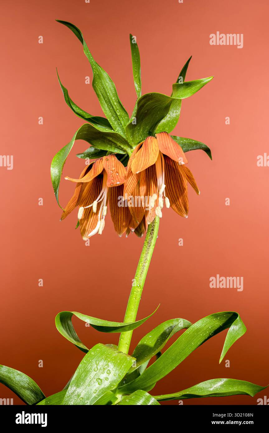 Leuchtendes Orange Fritillaria Bloom in warmem Braunton Stockfoto