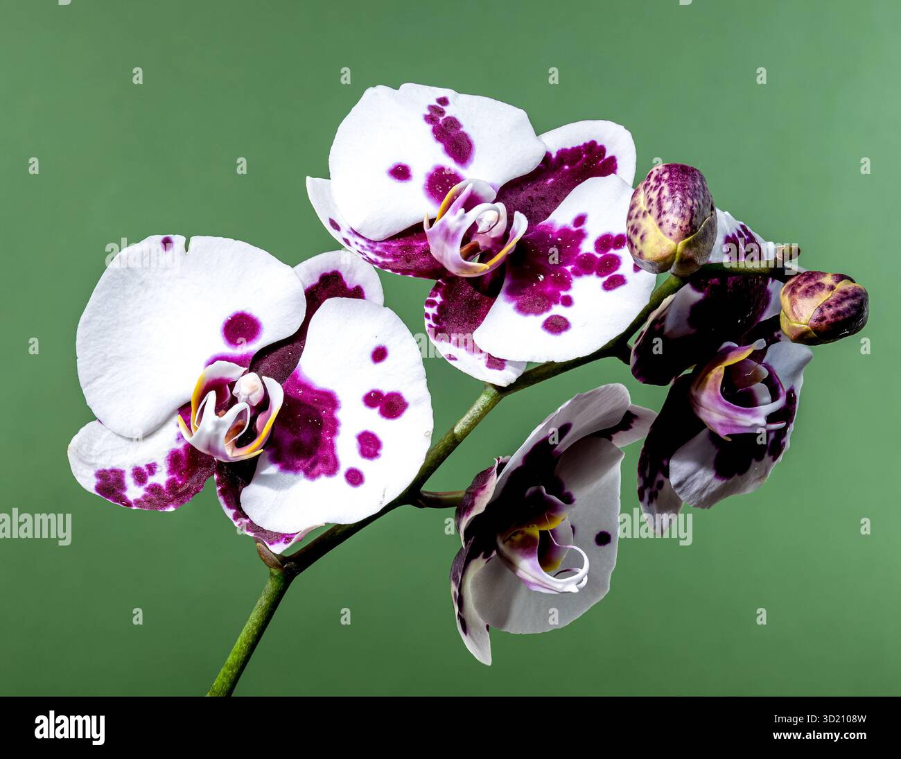 Elegante lila gepunktete Orchidee auf weichem Grün Stockfoto