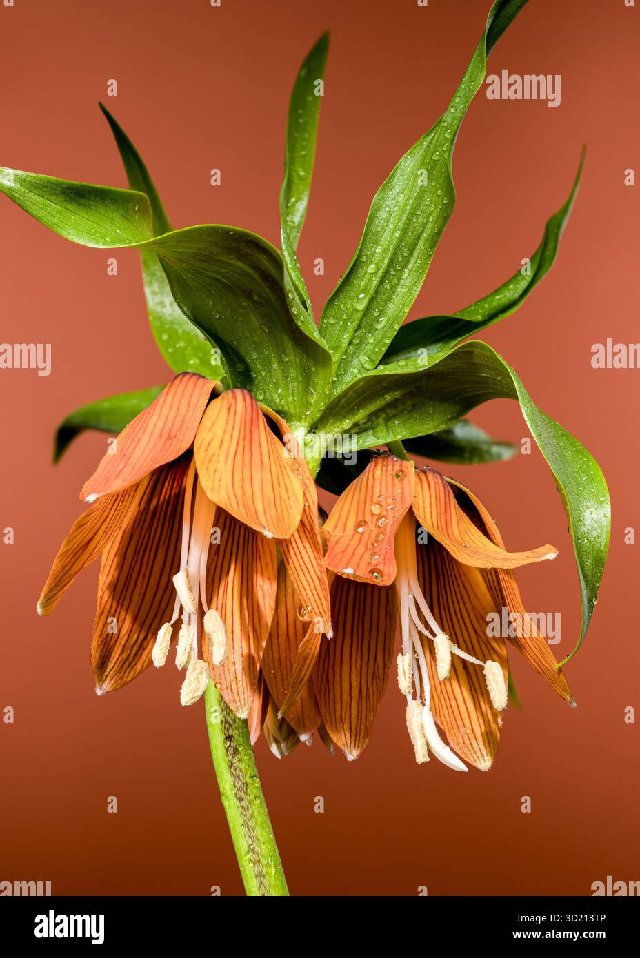 Leuchtendes Orange Fritillaria Bloom in warmem Braunton Stockfoto