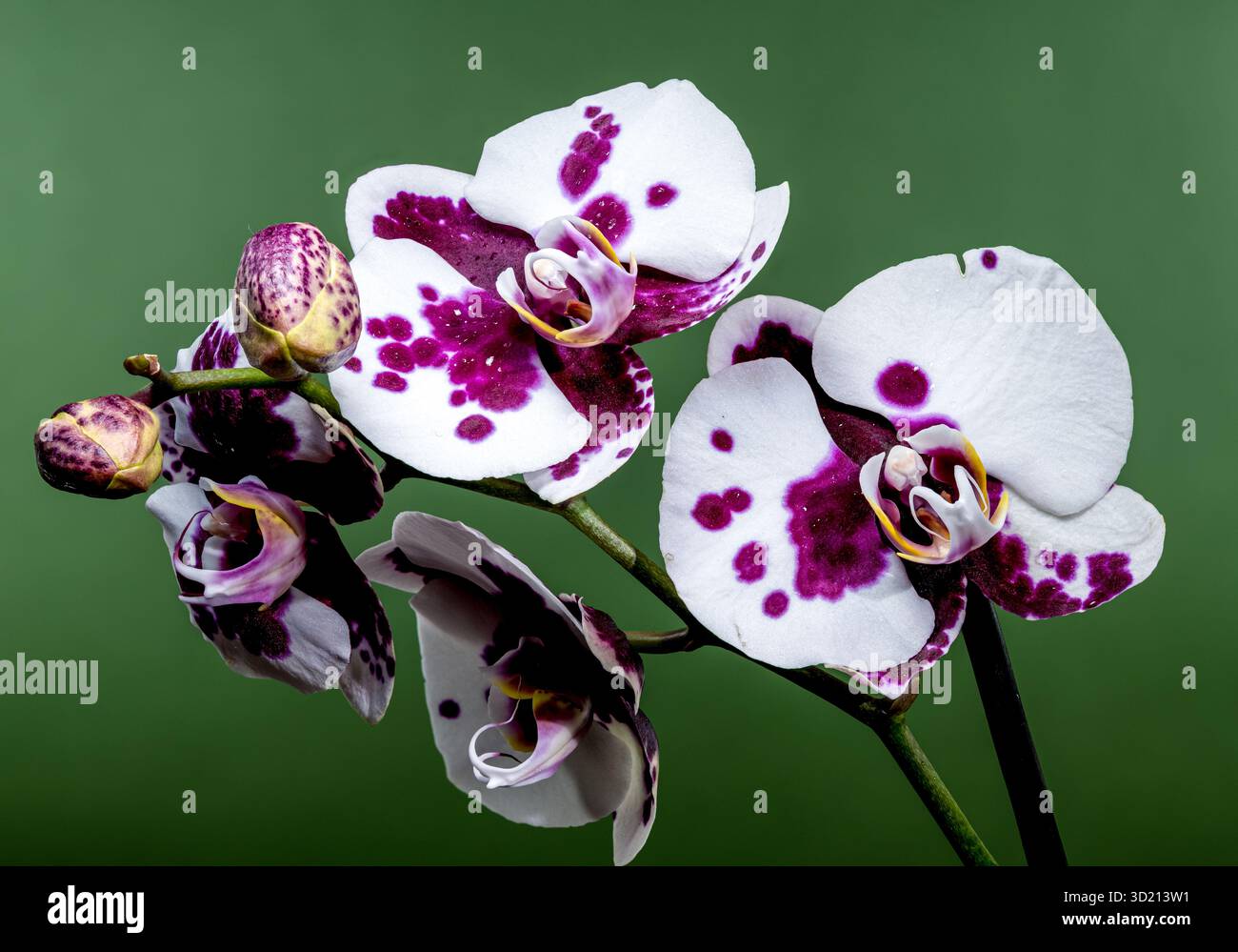 Elegante lila gepunktete Orchidee auf weichem Grün Stockfoto