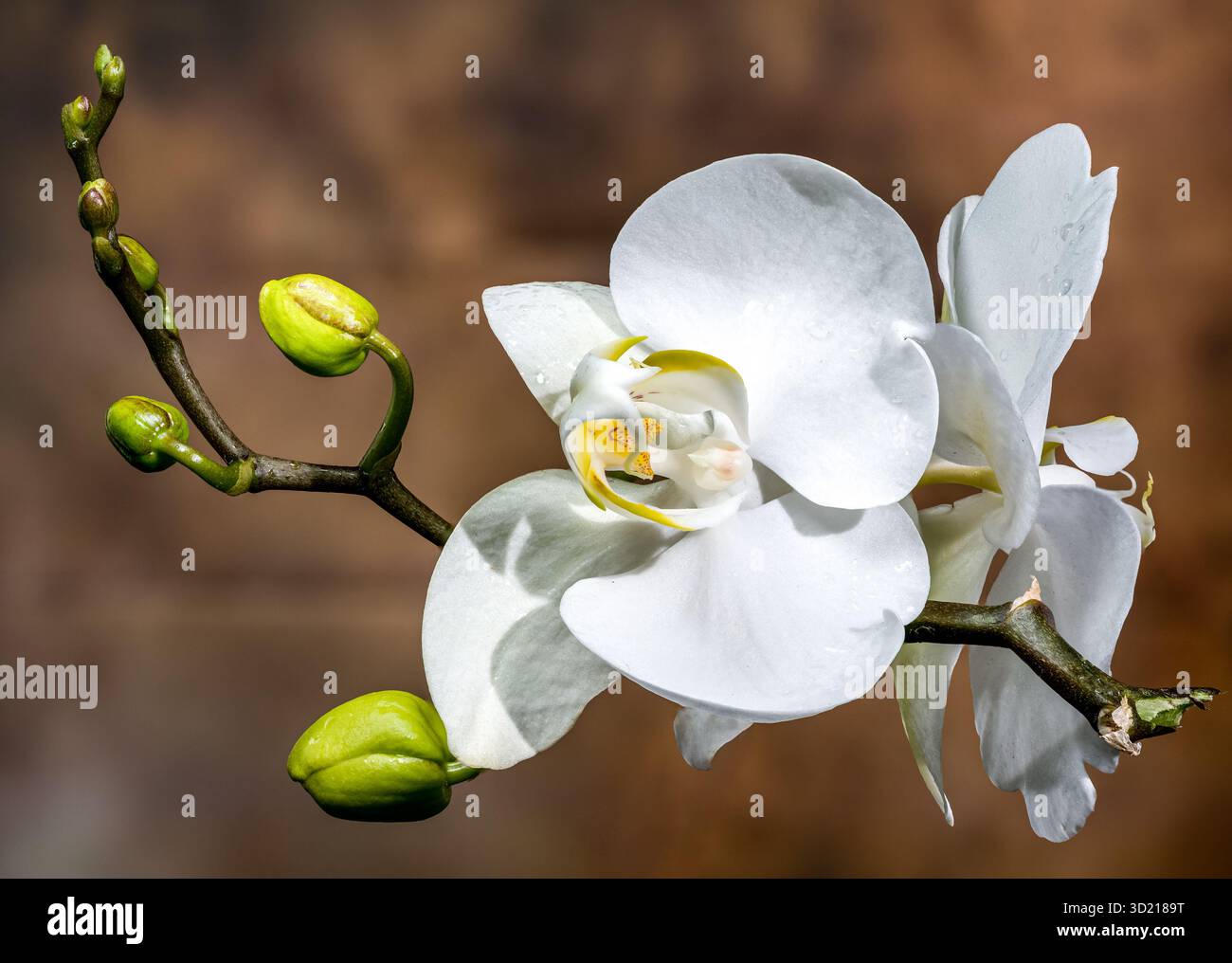 Elegante weiße Orchideenblüten und Knospen auf strukturiertem Braun Stockfoto