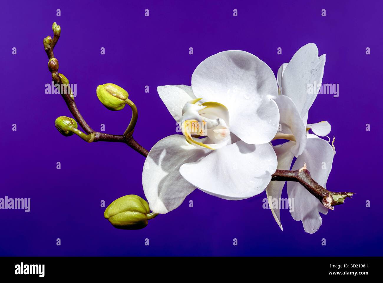 Elegante weiße Orchideenblüte und Bud auf tiefem Purpur Stockfoto
