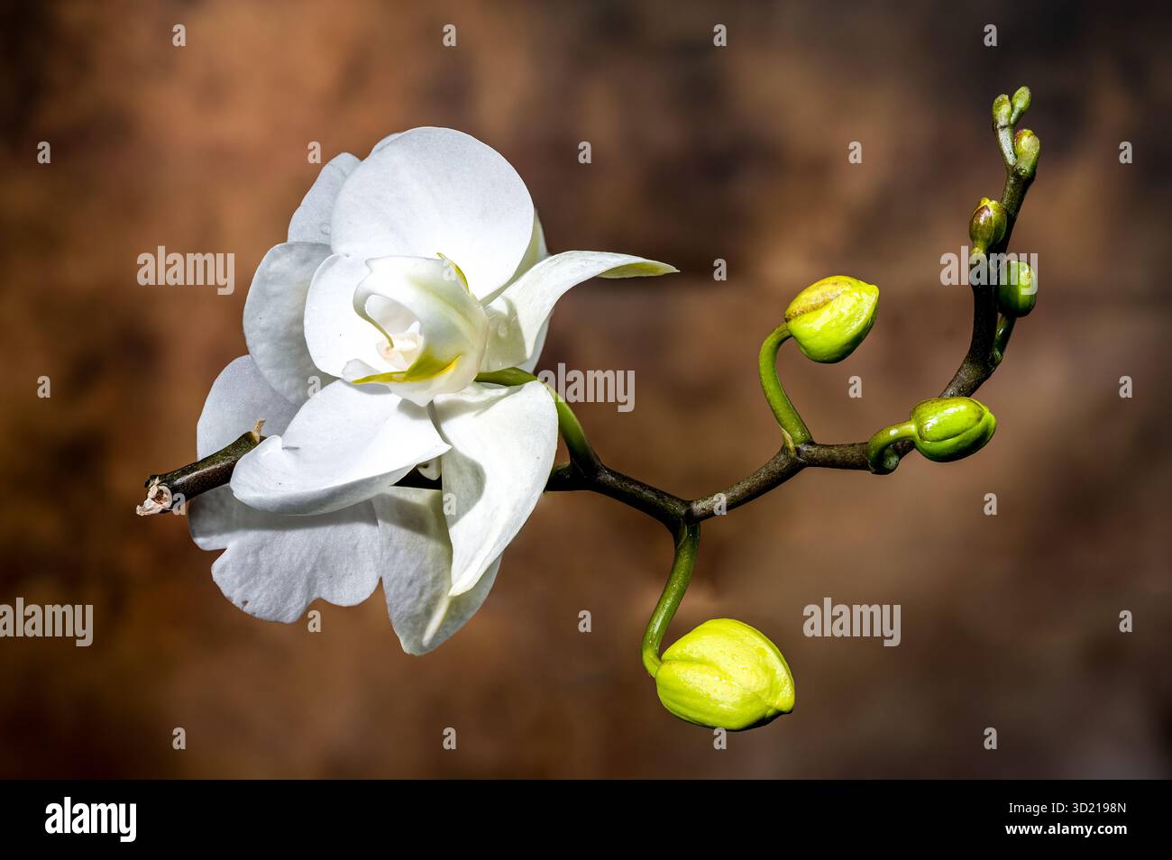 Elegante weiße Orchideenblüten und Knospen auf strukturiertem Braun Stockfoto