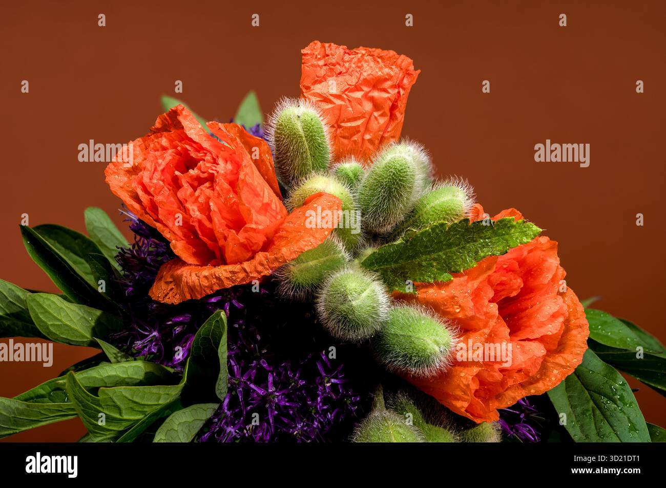 Leuchtender orangefarbener Mohn mit grünen Knospen auf Braun Stockfoto