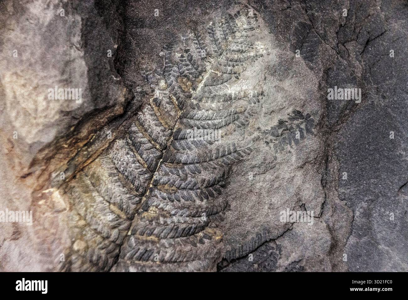 Farne, karbonwälder, Dinosaurien, Dinosauriermuseum, Halle der Evolution, Esperaza, Languedoc-Roussillon, Frankreich Stockfoto