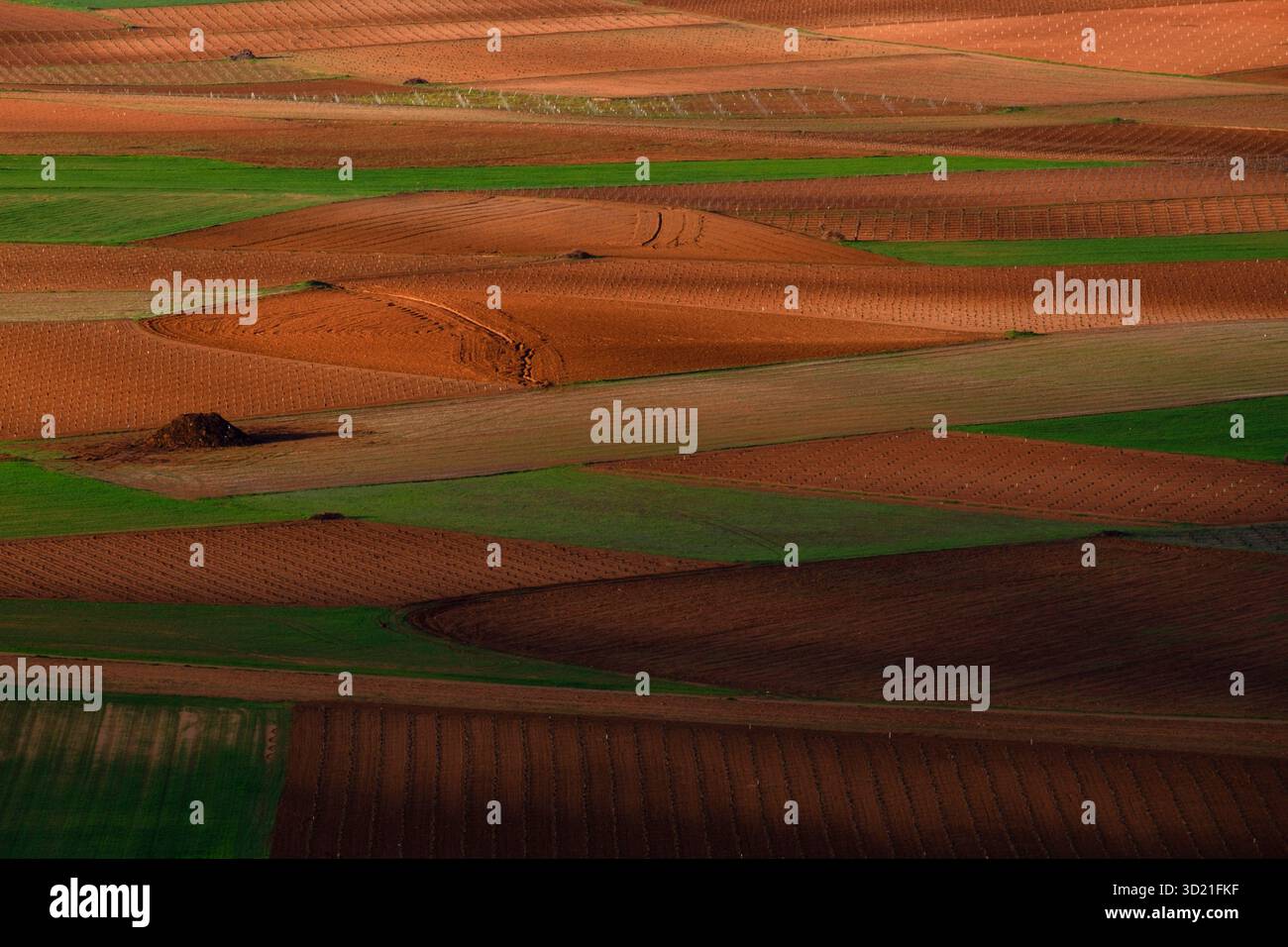 Arbeitsfelder, Consuegra, Provinz Toledo, Castilla-La Mancha, Spanien Stockfoto