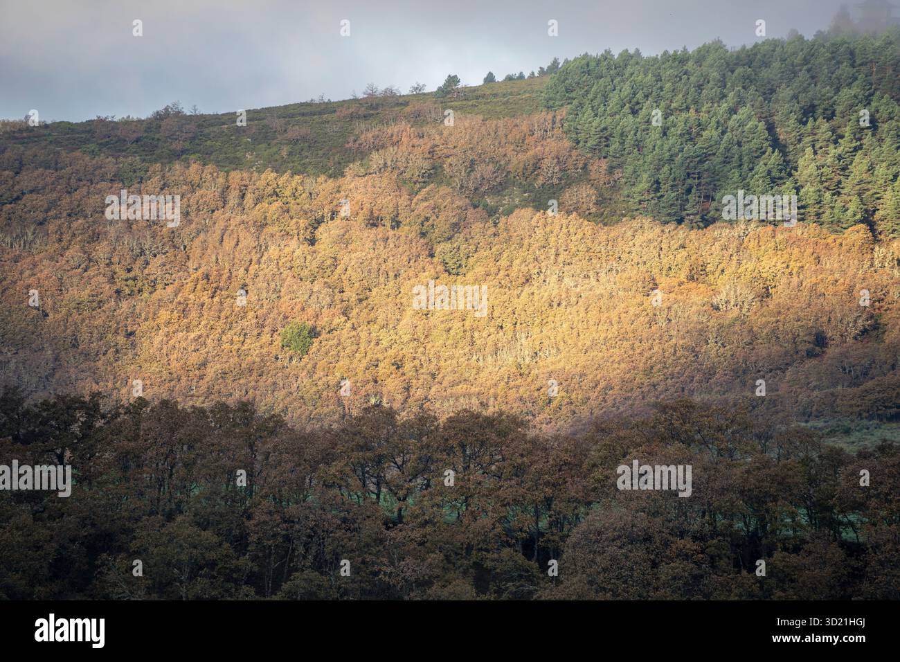 Valdueza Mountains, El Bierzo, Kastilien und Leon, Spanien Stockfoto