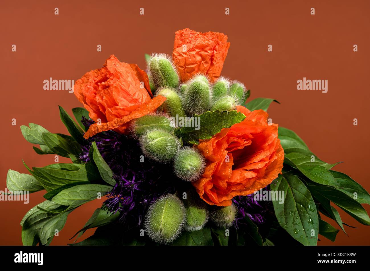 Leuchtender orangefarbener Mohn mit grünen Knospen auf Braun Stockfoto