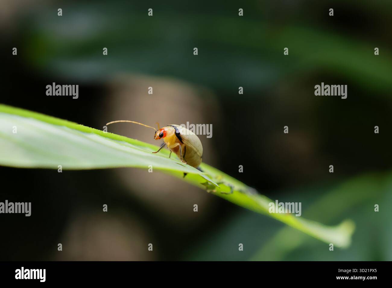 Selektiver Fokus des Monolepta-Insekts auf grünen Blättern. Kleine Käfer-Larven wachsen auf, um eigenständig im großen Wald zu leben. Es ist Platz für Text vorhanden. B Stockfoto