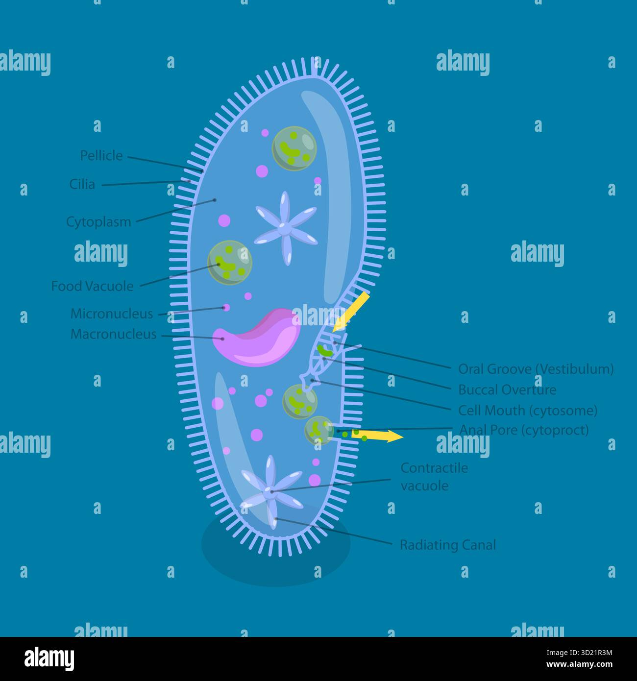 3D Isometrische flache Darstellung der Anatomie von Paramecium caudatum, Lehrdiagramm Stockfoto