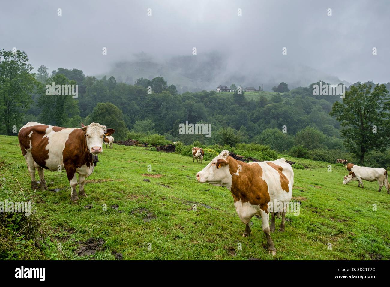 Rinderherde, Col de Hourataté, Aspe-Tal, Region Aquitanien, Département Pyrénées-Atlantiques, Frankreich Stockfoto