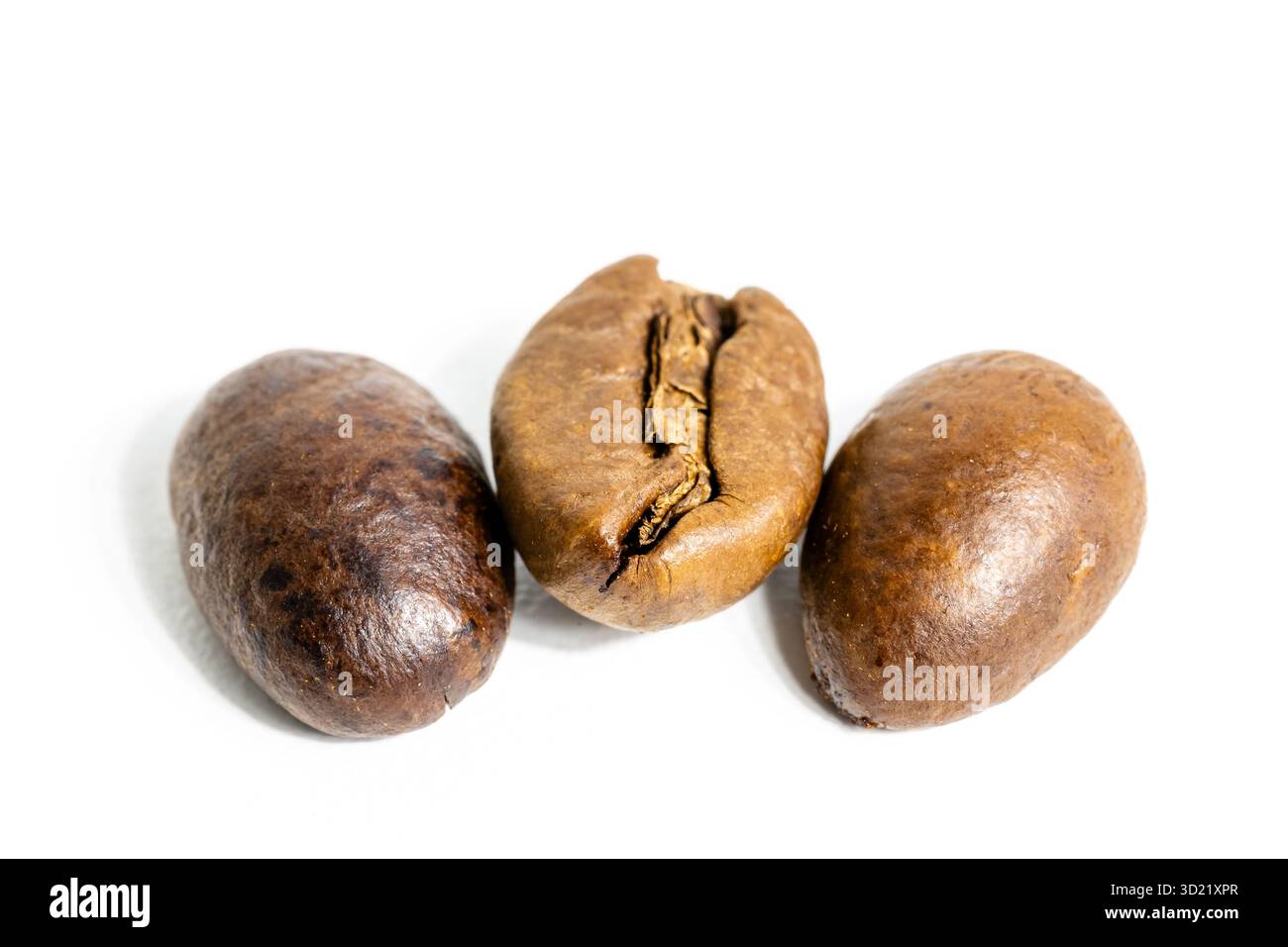 Kaffeepflanzenbusch auf weißem Hintergrund Stockfoto