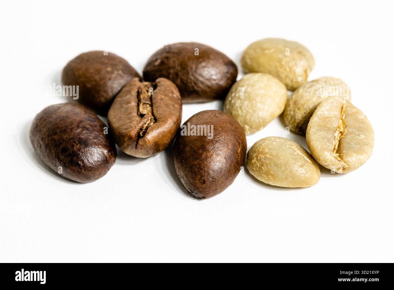 Kaffeepflanzenbusch auf weißem Hintergrund Stockfoto