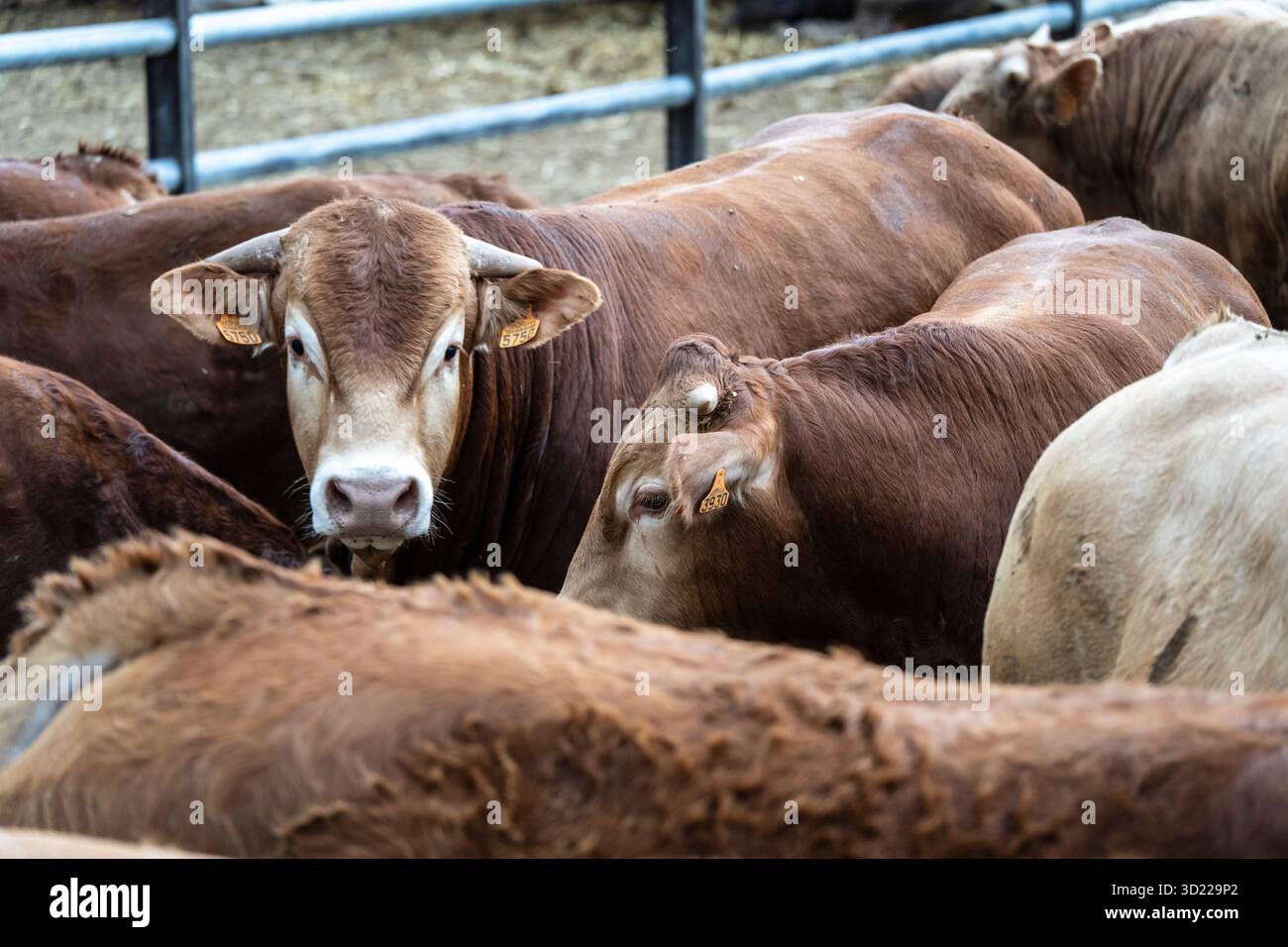 Kuhbestand, der während der Zuchtsaison nach Alter gehalten wird, Guils de Cerdanya, Puigcerda, Provinz Girona, Katalonien, Spanien Stockfoto