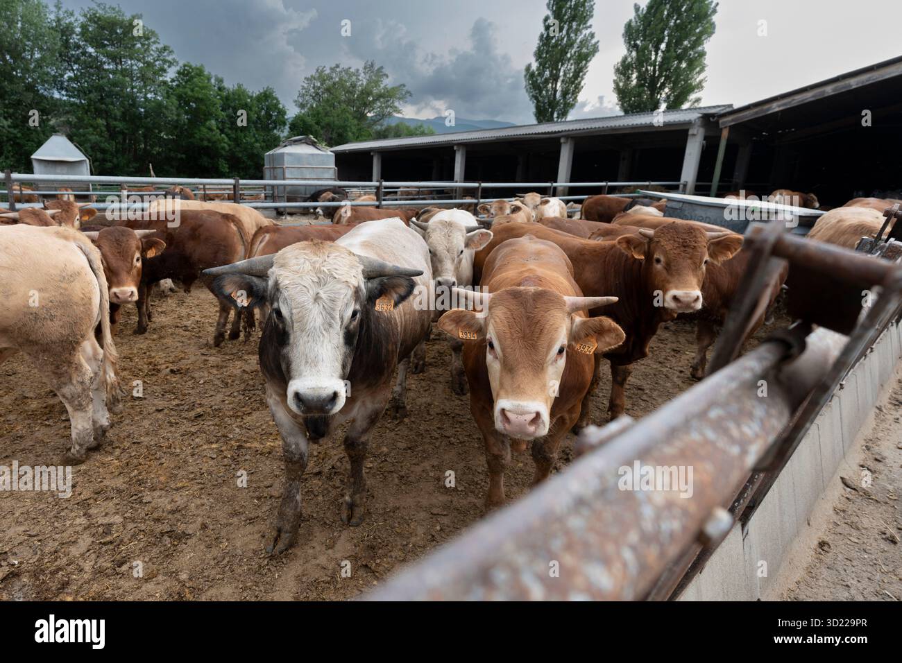Kuhbestand, der während der Zuchtsaison nach Alter gehalten wird, Guils de Cerdanya, Puigcerda, Provinz Girona, Katalonien, Spanien Stockfoto