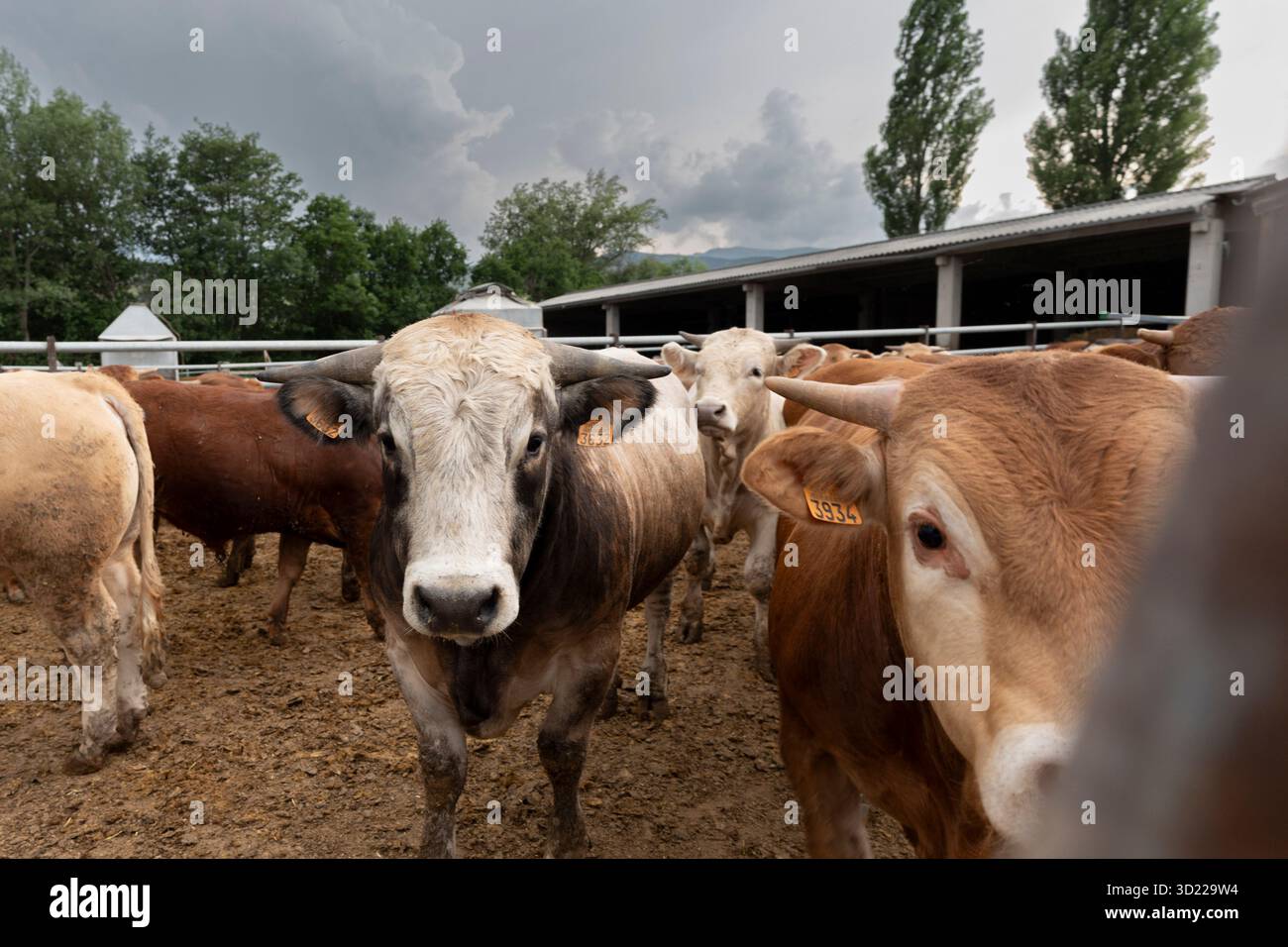 Kuhbestand, der während der Zuchtsaison nach Alter gehalten wird, Guils de Cerdanya, Puigcerda, Provinz Girona, Katalonien, Spanien Stockfoto