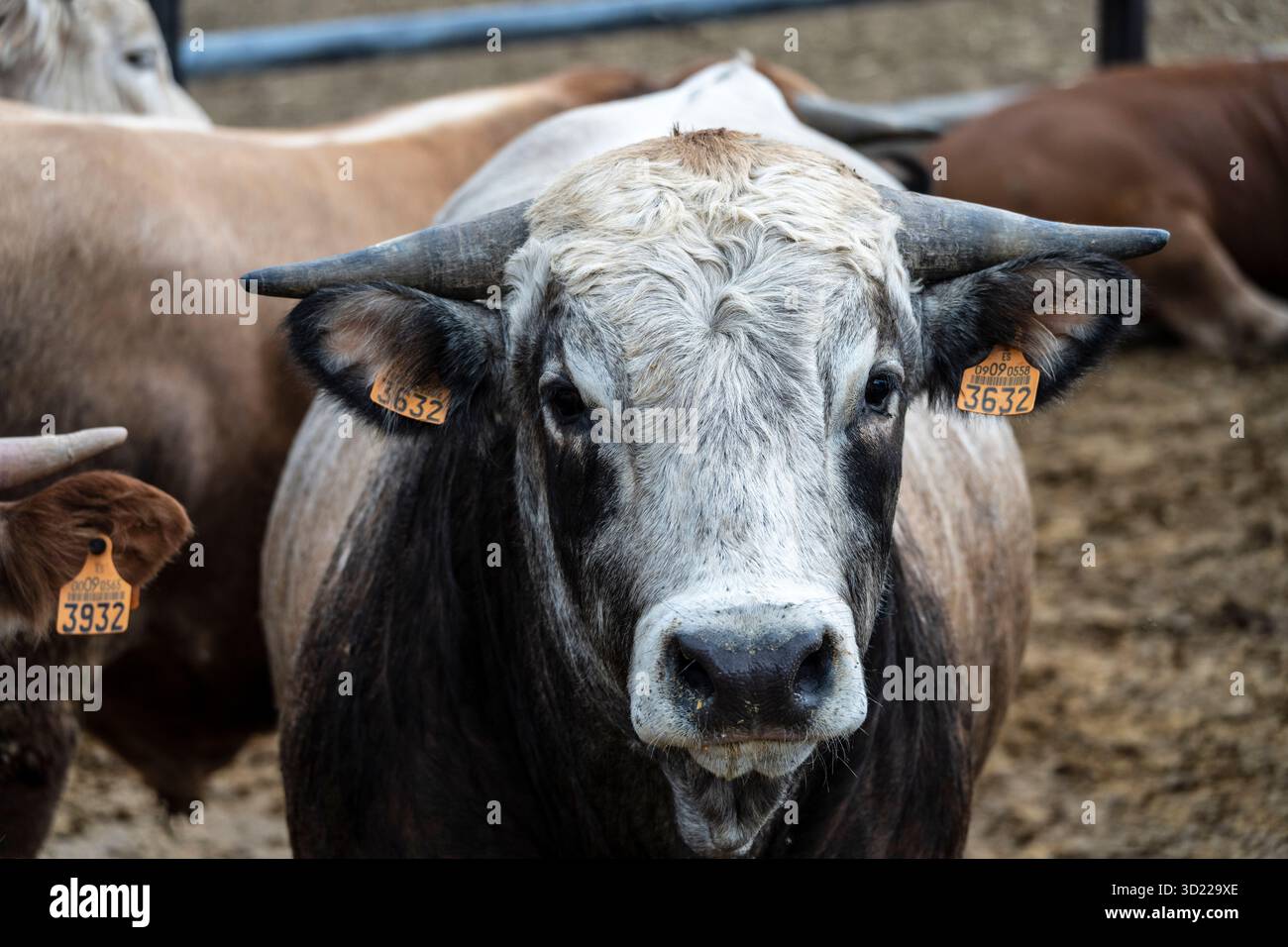Kuhbestand, der während der Zuchtsaison nach Alter gehalten wird, Guils de Cerdanya, Puigcerda, Provinz Girona, Katalonien, Spanien Stockfoto