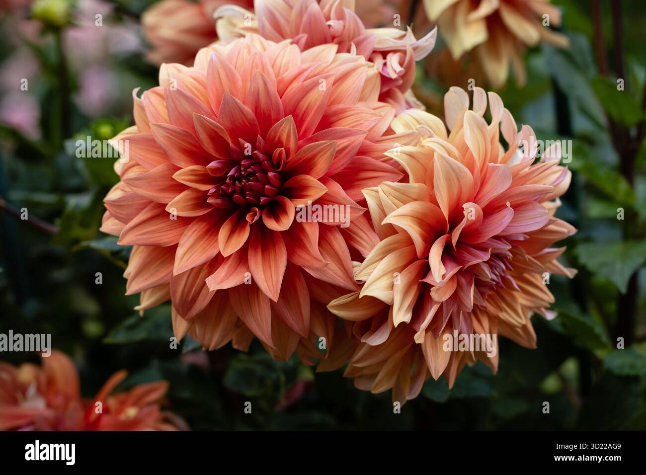 Dahlienblume wird in einem Garten in Madrid angebaut Stockfoto