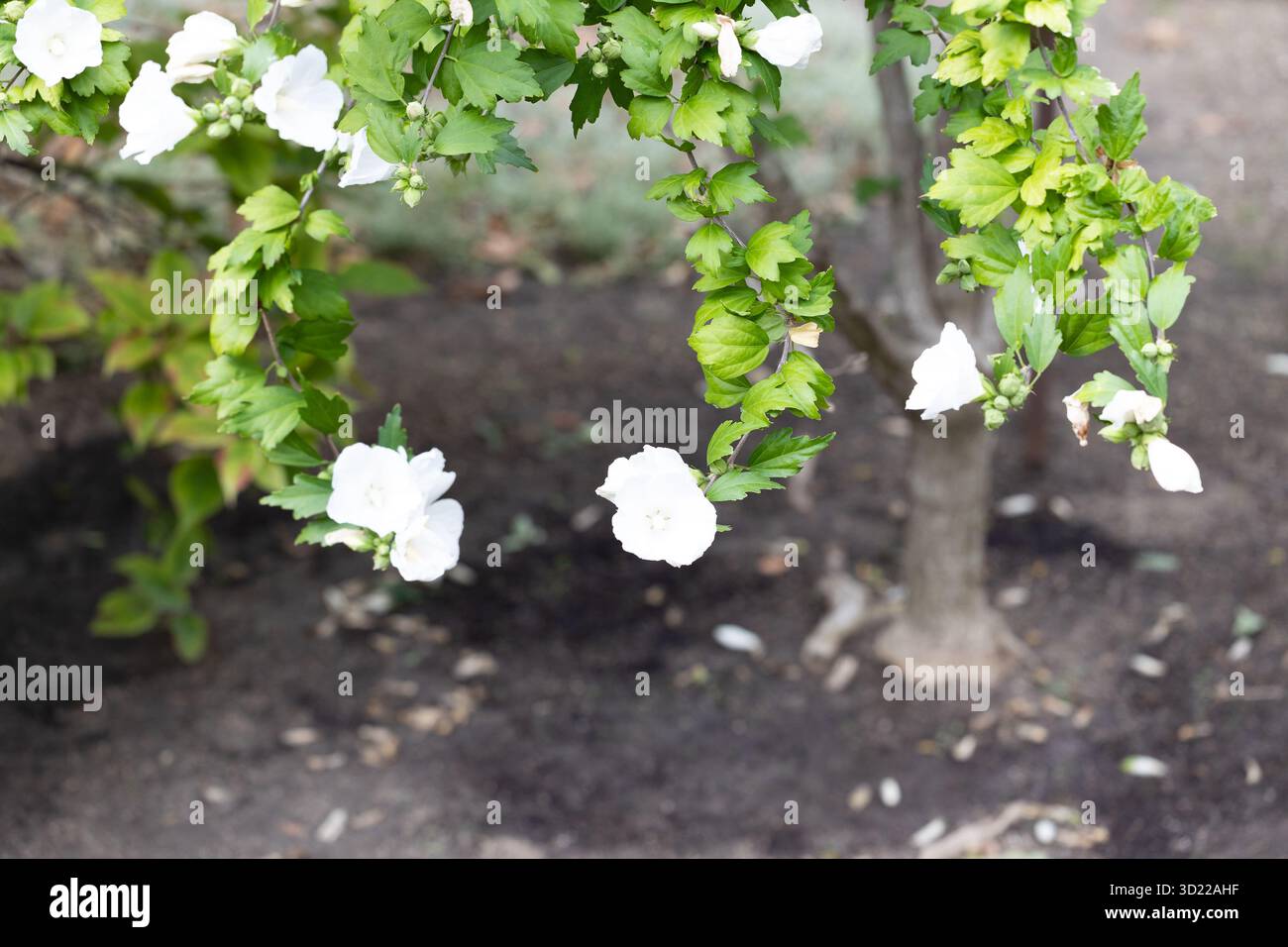Blühende weiße Blume im Park. Hibiscus syriacus albus Stockfoto