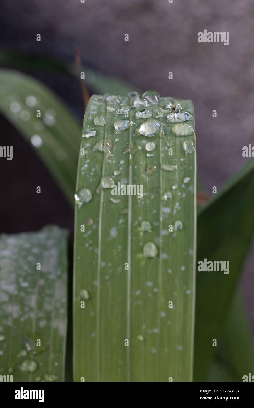 Wunderschöne Details der Natur. Morgentau tropft auf frisches grünes Blatt. Stockfoto