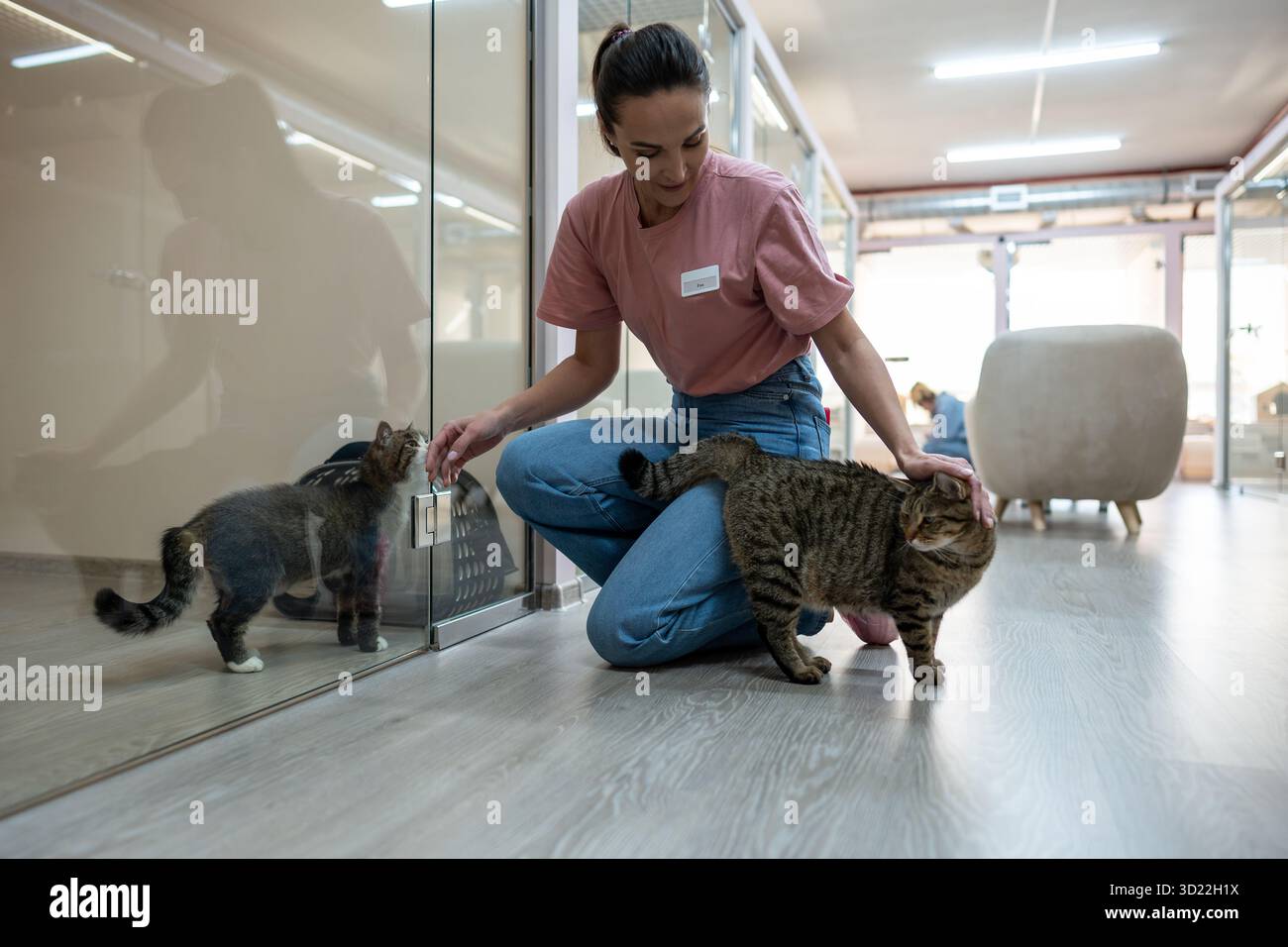 Katzen interagieren durch eine Glaswand in Hotelzimmern mit Haustieren. Lächelnde Arbeiterinnen führen neue Tiere ein Stockfoto