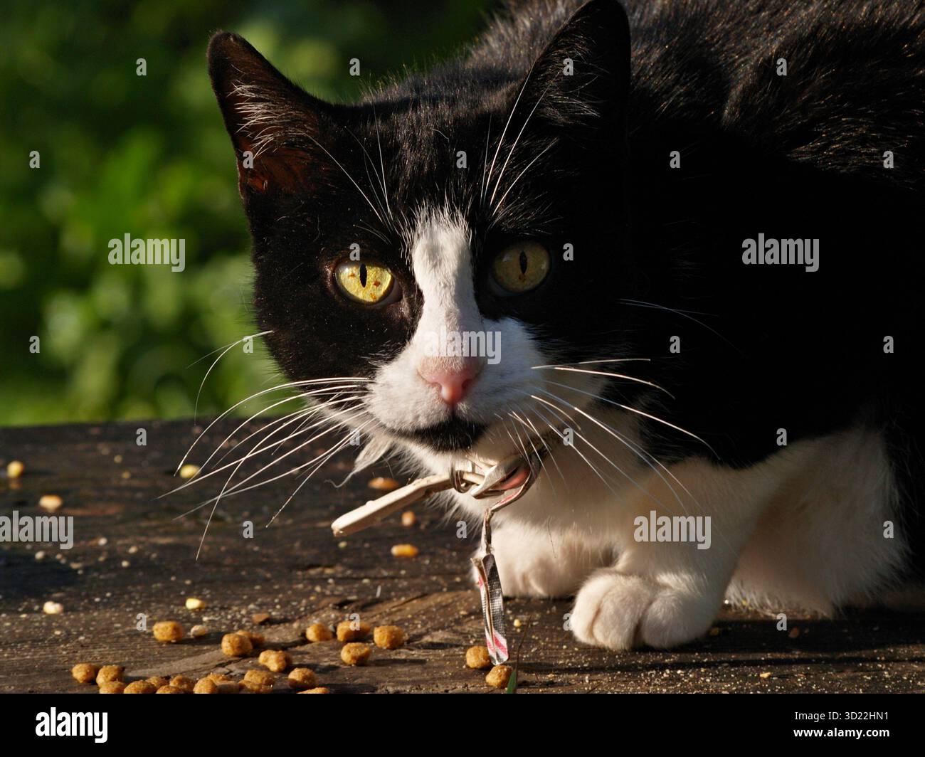 Schwarz-weiße Katze starrt auf dem Holztisch das Essen an Stockfoto