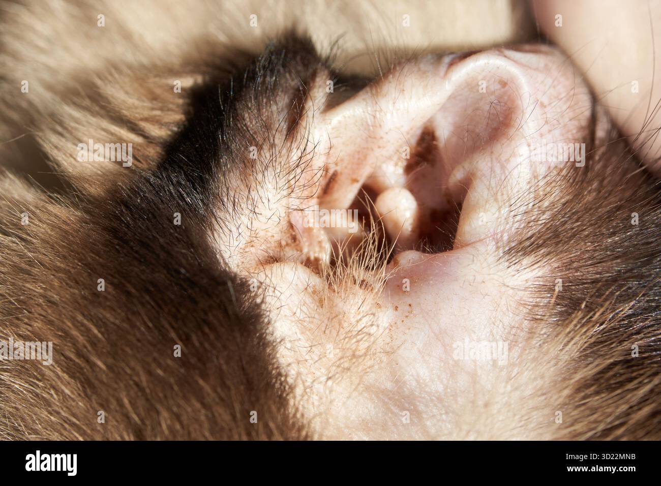 Nahaufnahme des Ohrs eines Affen mit detailliertem Fell und Hautstruktur Stockfoto
