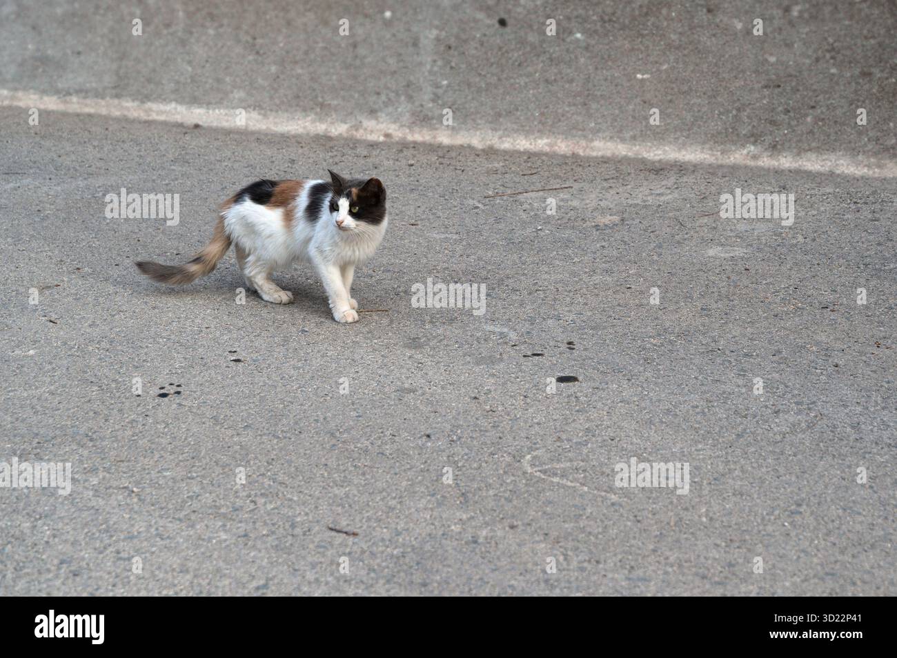Eine streunende Katze schlendert auf dem kargen Bürgersteig und zeigt ihren verspielten und abenteuerlichen Geist in einer urbanen Umgebung Stockfoto